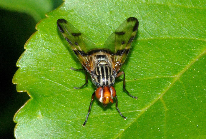 Ulididae: Otites formosa